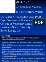 Histology and Developmental Anatomy: Embryology of The Urinary System
