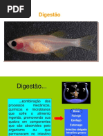Aula 02 - Digestao