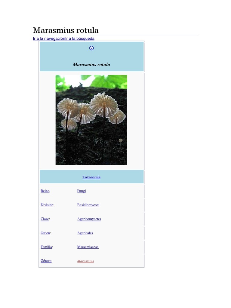 Marasmius Rotula | PDF | Hongo | Organismos