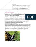 Características de La Mariposa