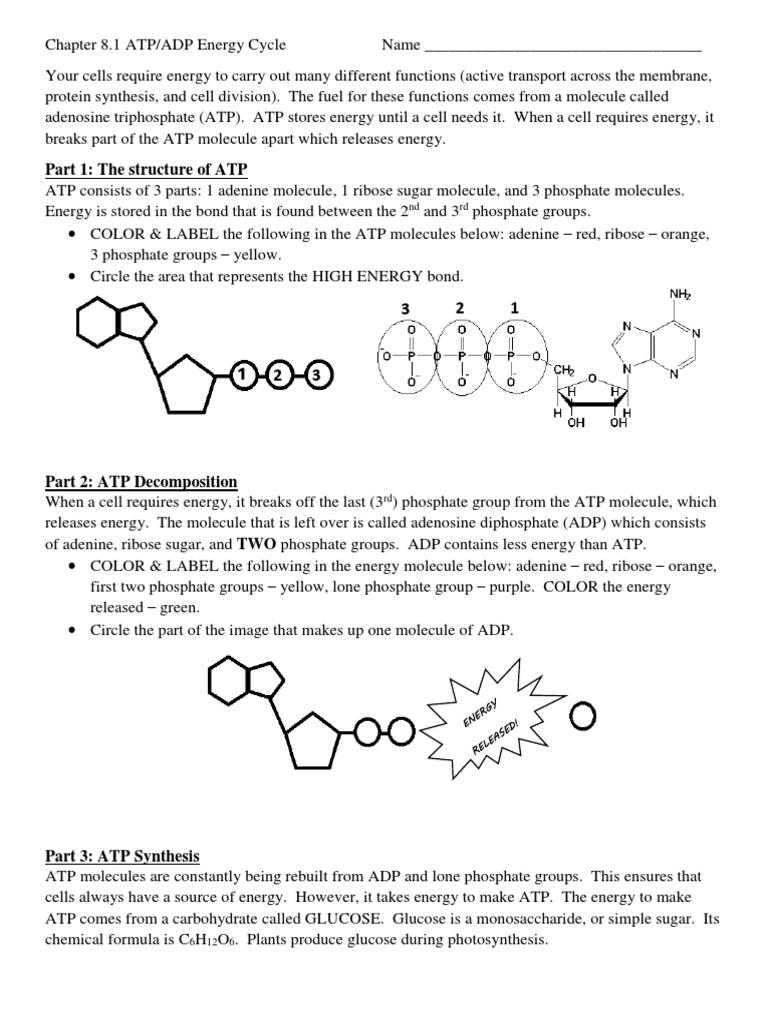 atp-and-adp-cycle-pdf-adenosine-diphosphate-adenosine-triphosphate