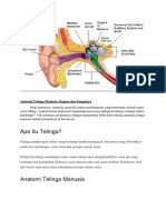 Anatomi Telinga Manusia