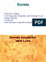 Borrelia