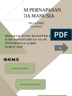 Sistem Pernapasan Pada Manusia