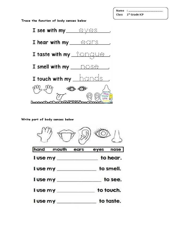 Trace The Function of Body Senses Below: Name: . Class 1 Grade ICP | PDF