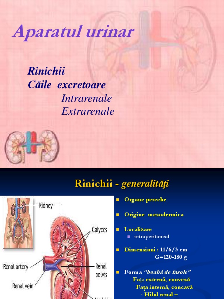Rinichii | PDF