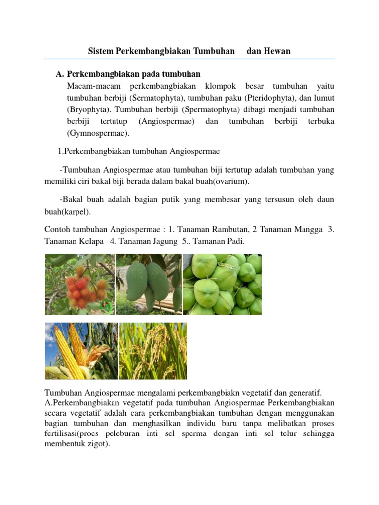 Batang Yang Menjalar Diatas Tanah Disebut Coba Sebutkan