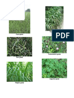 Kinds of Grass