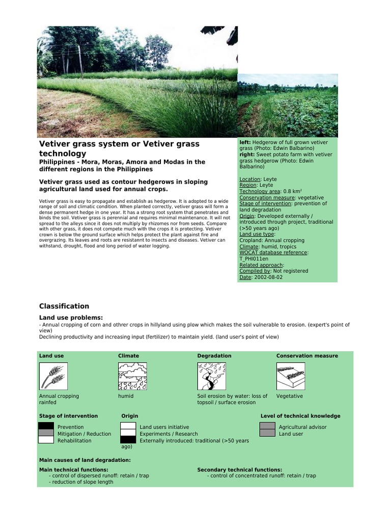 Vetiver Grass for Erosion Control in PH | PDF | Hedge | Agriculture