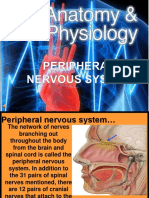 Peripheral Nervous System