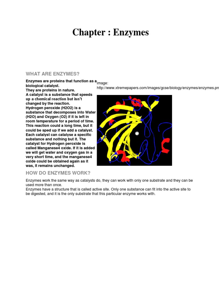 Understanding Enzymes and Their Functions | PDF | Enzyme | Active Site