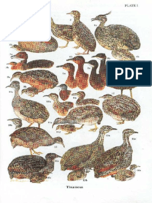 Aves de Los Altos Andes | PDF