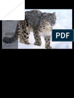 Project SOS: Save The Snow Leopard