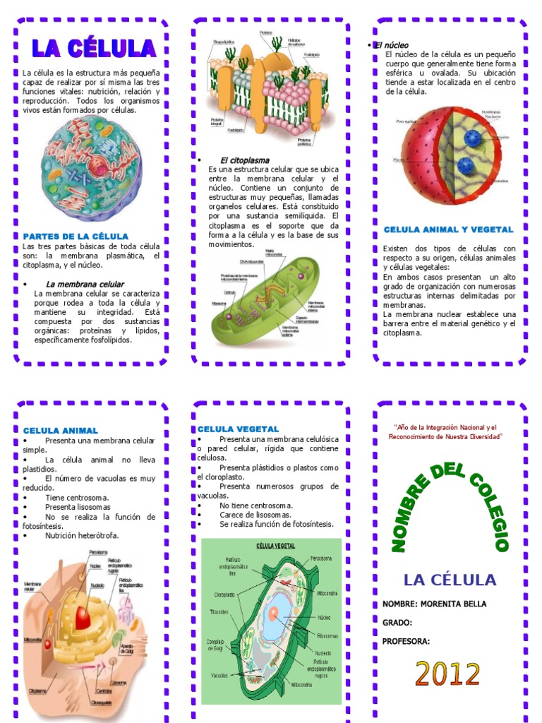Estructura y Tipos de Células | PDF | Citoplasma | Biología Celular)
