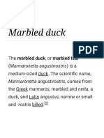 Marbled Duck: Marmaronetta Angustirostris, Comes From