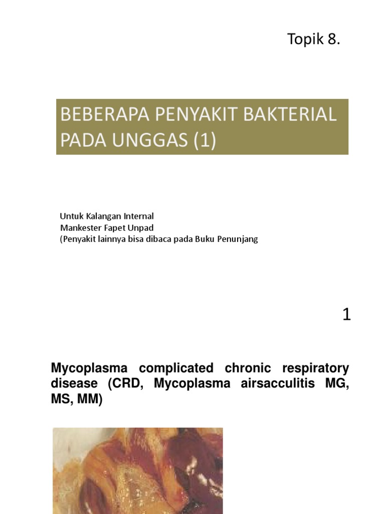 Omphalitis Disease PDF | PDF