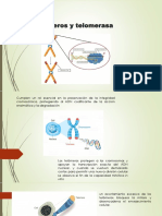 Estocàsticas Telomeros y Telomerasa
