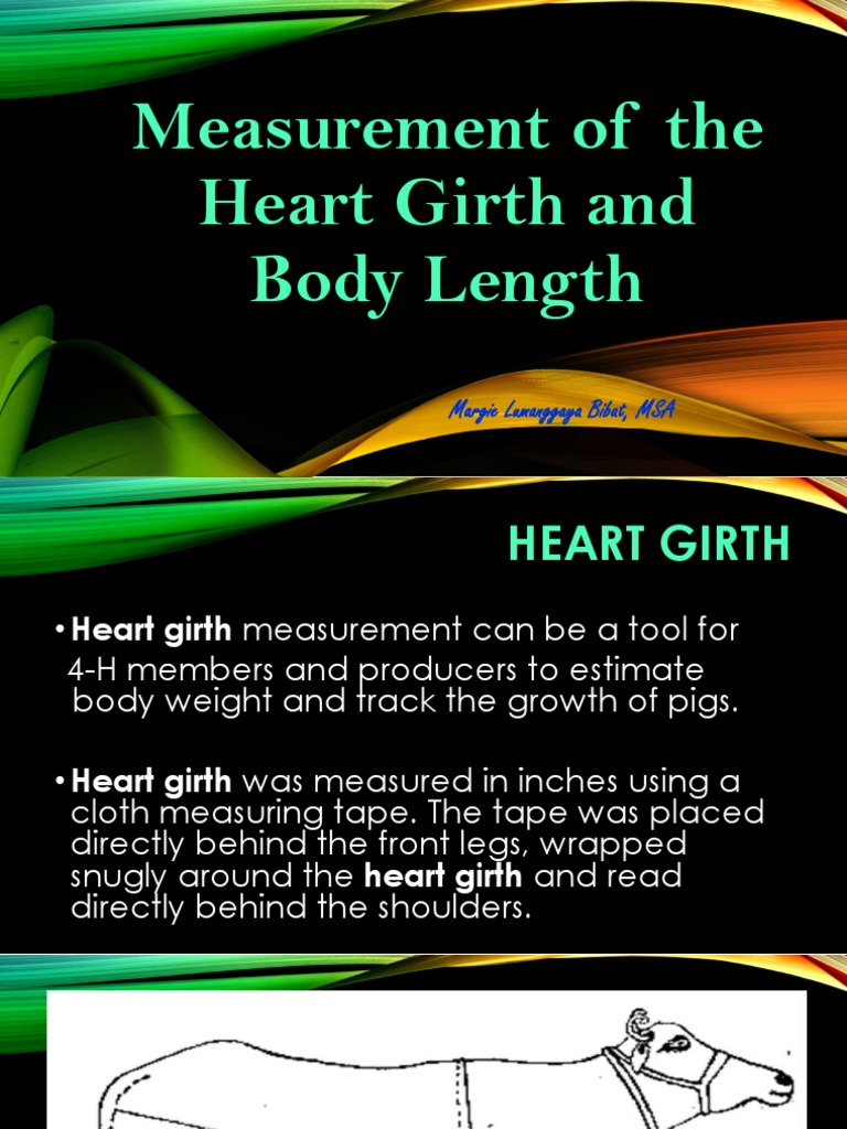 Measurement of the Heart Girth and Body Length Human Body Weight Sheep