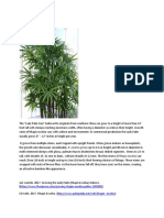 Rhapis Excelsa.docx