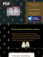 Maxillary Central Incisor Carving Guide | PDF | Tooth | Mouth