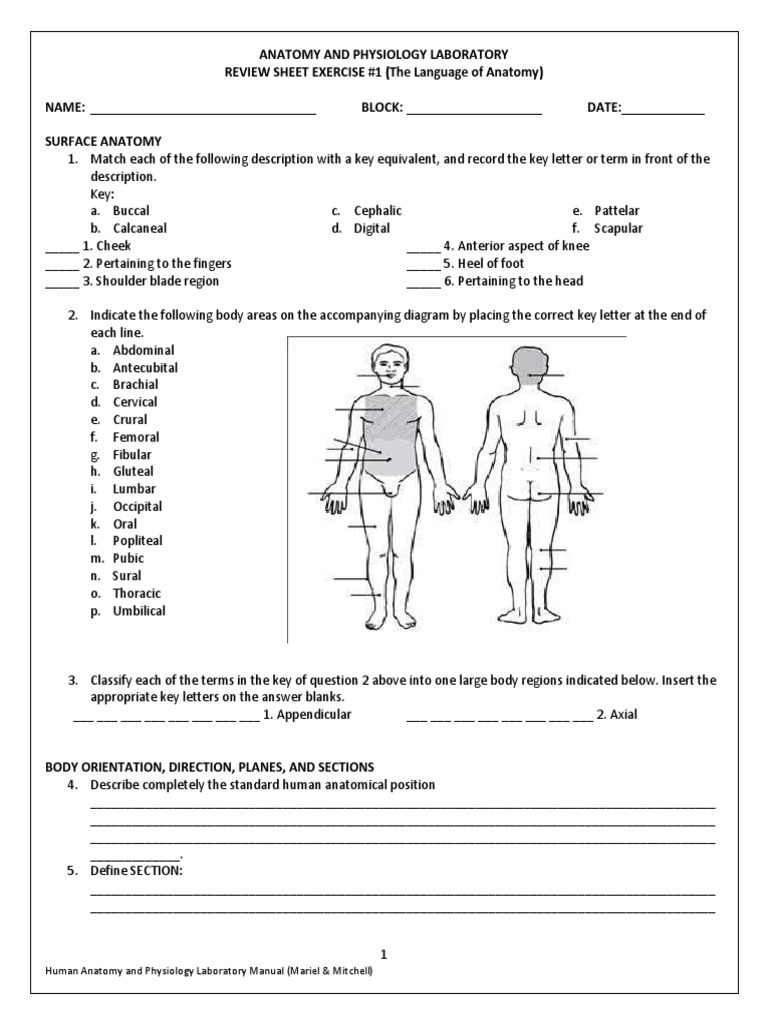 Anatomical Position Worksheet Anatomical Terms Of Location Human Body