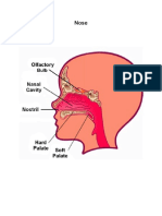 Parts of The Skin, Nose and Ears