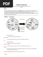 13 Cellular Respiration-KEY