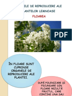 Floarea