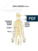 Nervous System