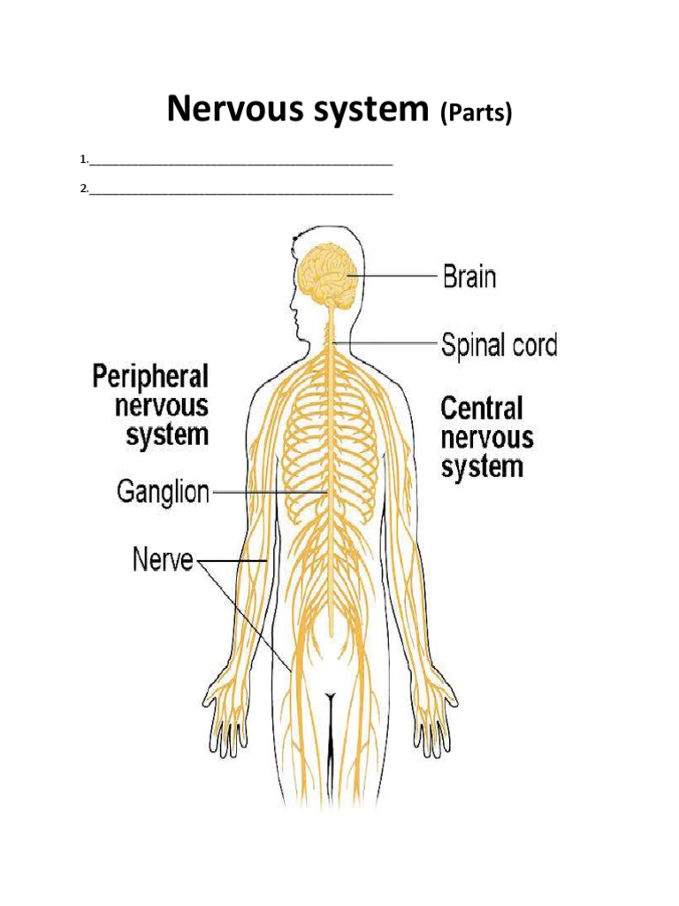Nervous System: (Parts) | PDF | Wellness | Computers
