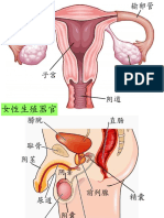 Human Reproductive System