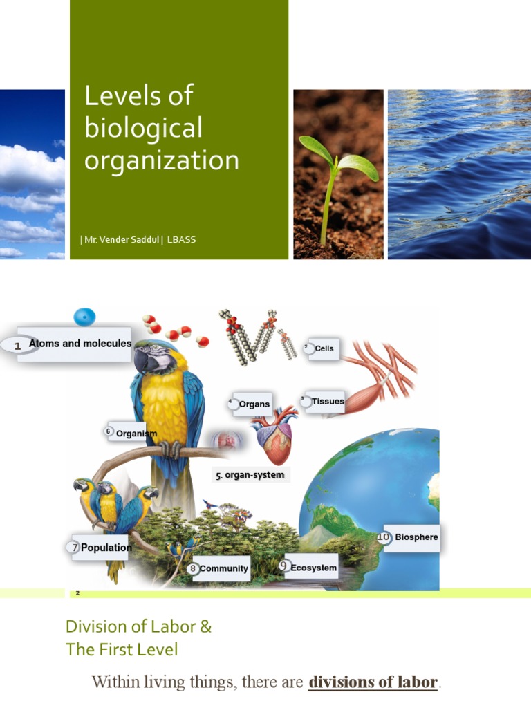 Levels of Biological Organization PDF Organ (Anatomy) Human Body