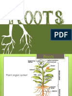 Root System