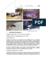 huillin el gato del agua.pdf