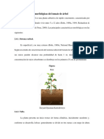 Morfología Del Tomate de Árbol