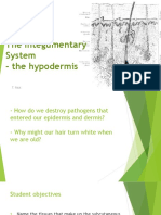 The Integumentary System - The Hypodermis: T. Rick