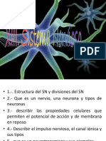 Sistema Nervioso Conocimientos Básicos (Nivel Preparatoria)