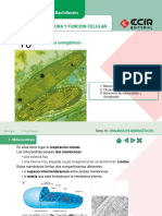 Tema 10 Orgc3a1nulos Energc3a9ticos - Pps