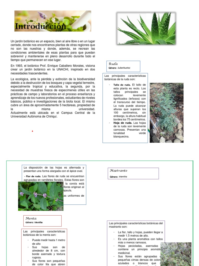 Guia Ilustrada De Plantas Medicinales Romero Oregano