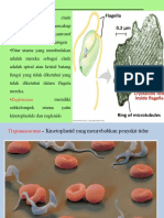 protista