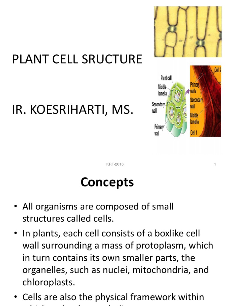 03 Plant Cell Structure Krt 2016 Chloroplast Mitochondrion