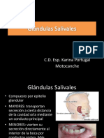 6 Mucosa Bucal y Glandulas Salivales