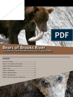 Bears of Brooks River 2015