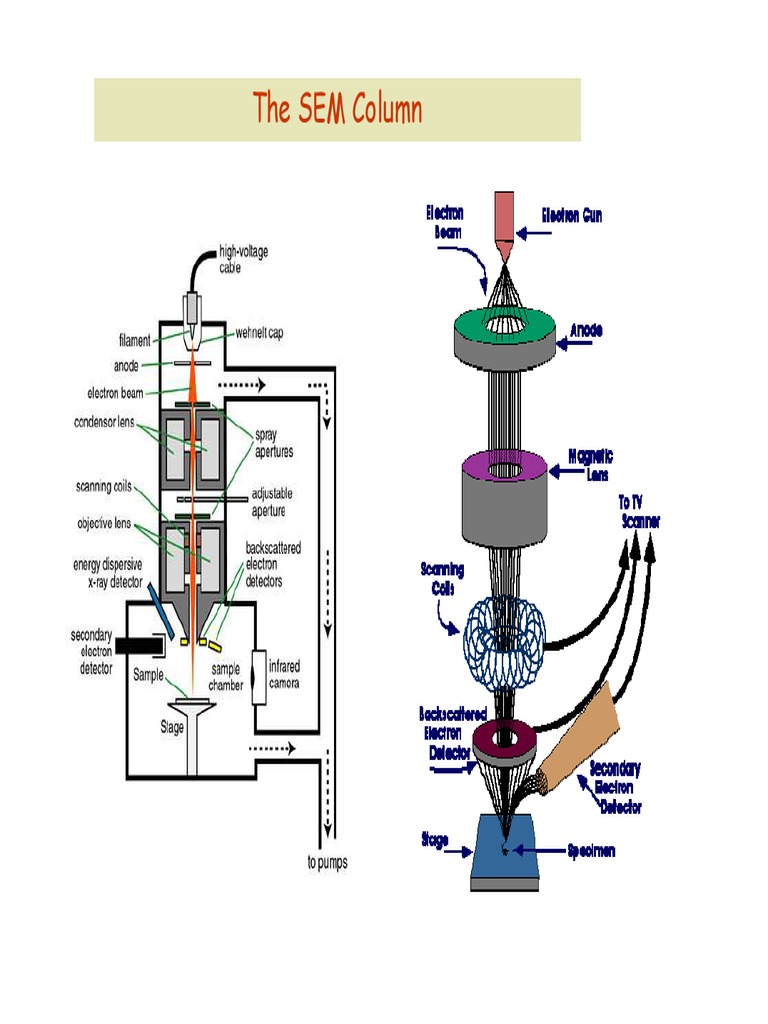 Overview of SEM Electron Guns | PDF | Scanning Electron Microscope ...