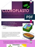 Cloroplastos