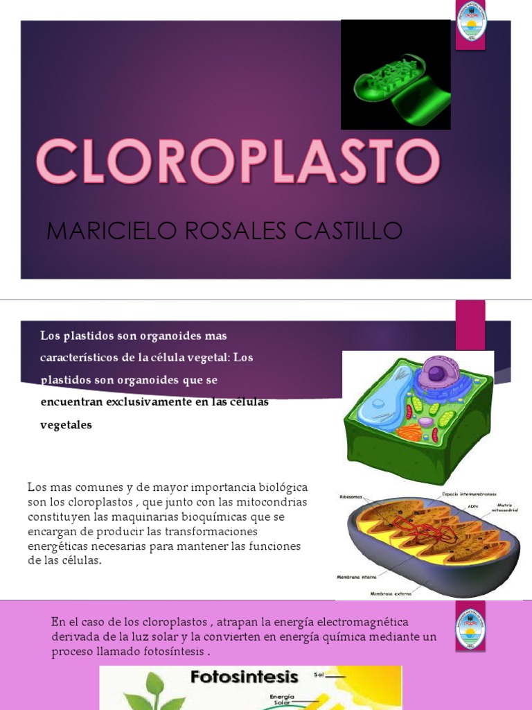 Importancia y funciones de los cloroplastos | PDF | Cloroplasto |  Fotosíntesis, image size:768x1024