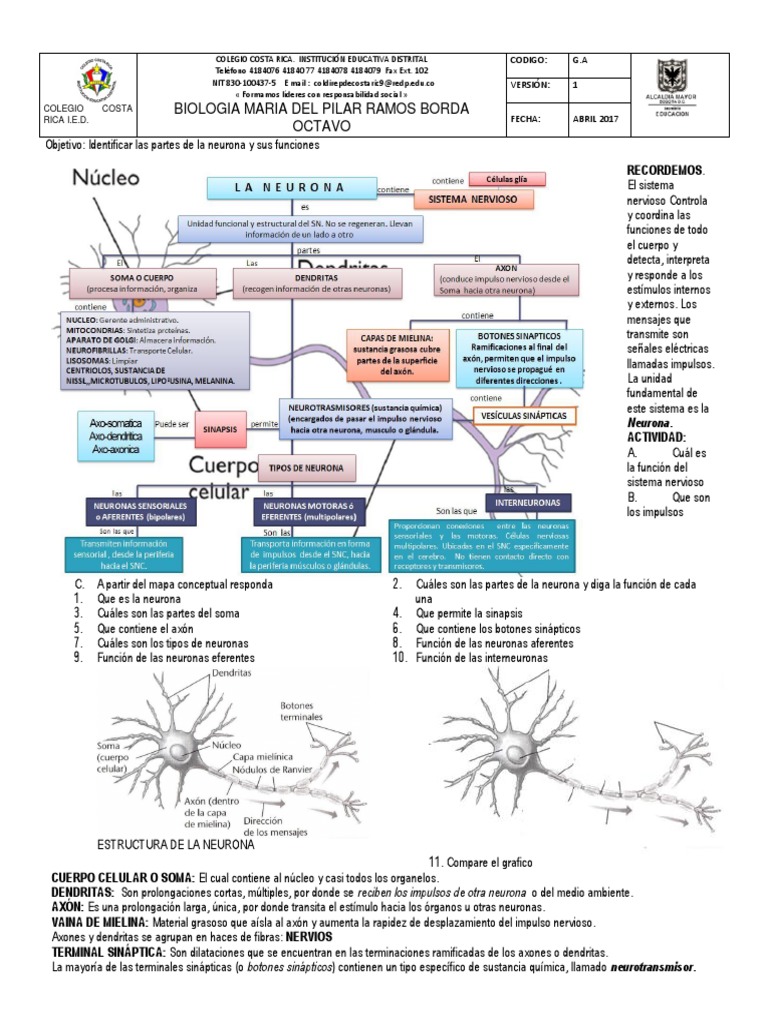 Guia 3 Neurona | PDF | Neurona | Sinapsis
