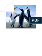 Pinguinos