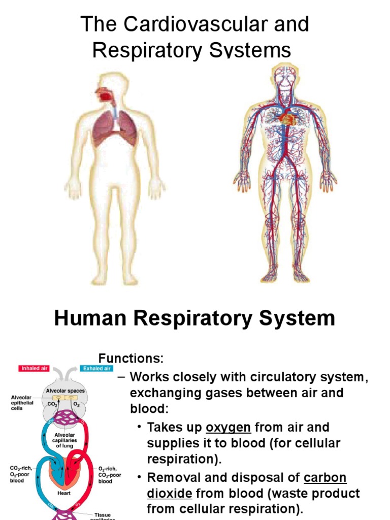 cardiovascular-and-respiratory-system-pdf-respiratory-tract