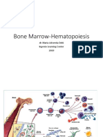 Bone Marrow-Hematopoiesis by Debi-IngenioSub